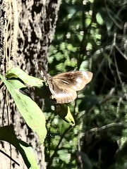 Euploea core corinna