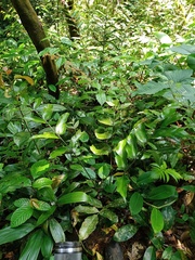 Diplazium bantamense