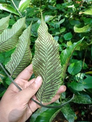 Diplazium bantamense