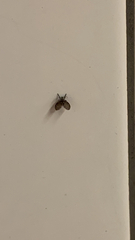 Clogmia albipunctata