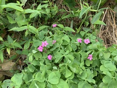 Oxalis articulata