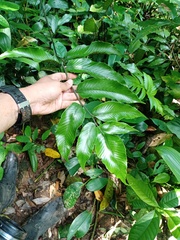 Diplazium bantamense