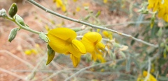 Crotalaria dissitiflora
