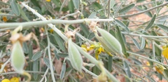 Crotalaria dissitiflora