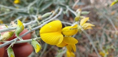 Crotalaria dissitiflora