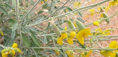 Crotalaria dissitiflora
