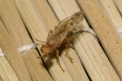 Opomyza florum