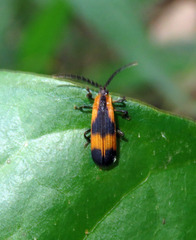 Calopteron