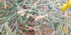Crotalaria dissitiflora