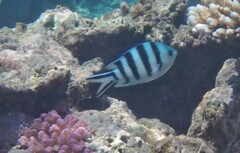 Abudefduf sexfasciatus