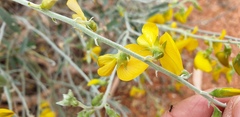 Crotalaria dissitiflora