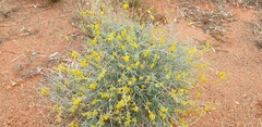 Crotalaria dissitiflora