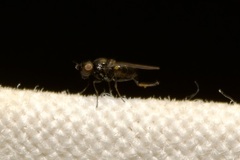 Oscinellinae