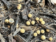 Cyathus striatus
