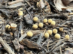 Cyathus striatus