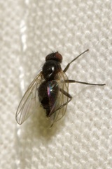 Agromyzinae