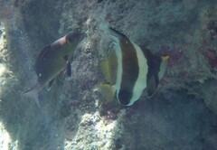 Heniochus chrysostomus
