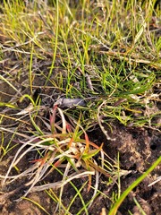 Juncus caespiticius