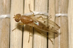 Opomyza florum