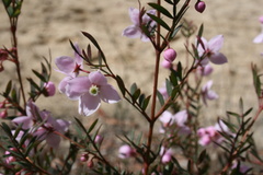 Boronia floribunda