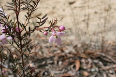 Boronia floribunda