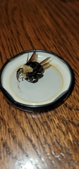 Bombus