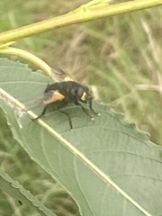 Mesembrina meridiana