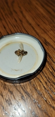 Apis mellifera