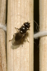 Oscinellinae