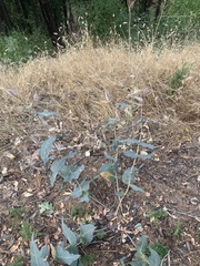 Asclepias cordifolia