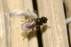 Oscinellinae