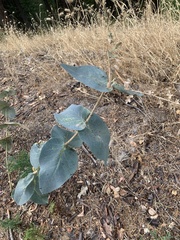 Asclepias cordifolia