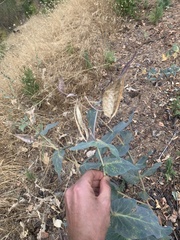 Asclepias cordifolia