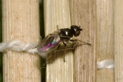Oscinellinae