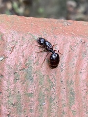 Carebara