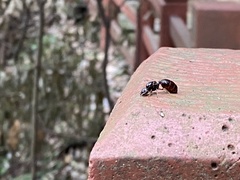 Carebara
