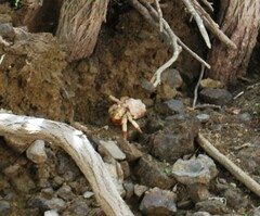 Coenobita compressus