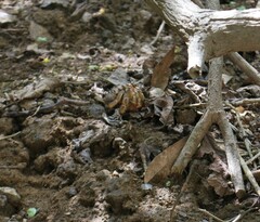 Coenobita compressus