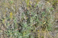 Onosma simplicissima