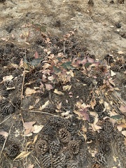 Asclepias cordifolia