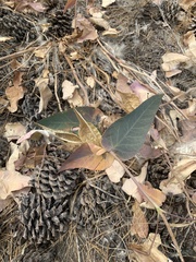 Asclepias cordifolia