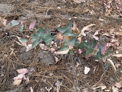 Asclepias cordifolia