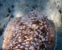 Phyllichthys punctatus