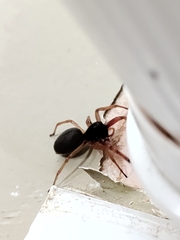 Trachelidae