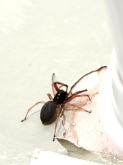 Trachelidae