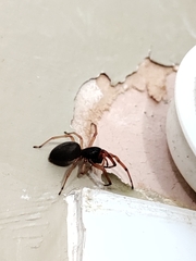 Trachelidae