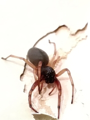 Trachelidae