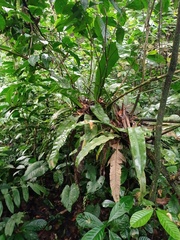 Asplenium phyllitidis