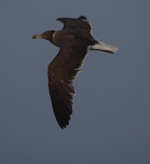 Ichthyaetus hemprichii