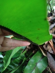Asplenium phyllitidis